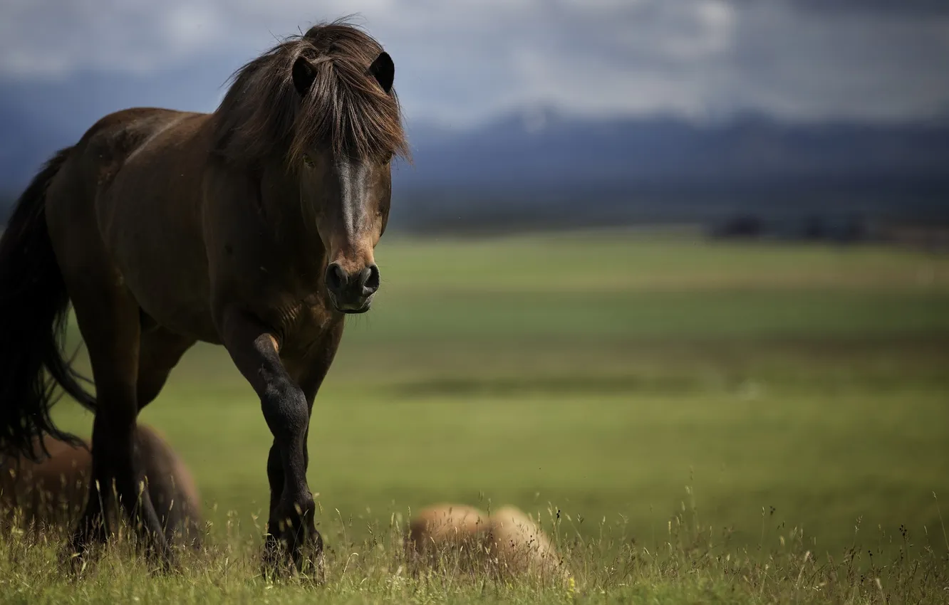 Фото обои морда, конь, лошадь, жеребец, грива