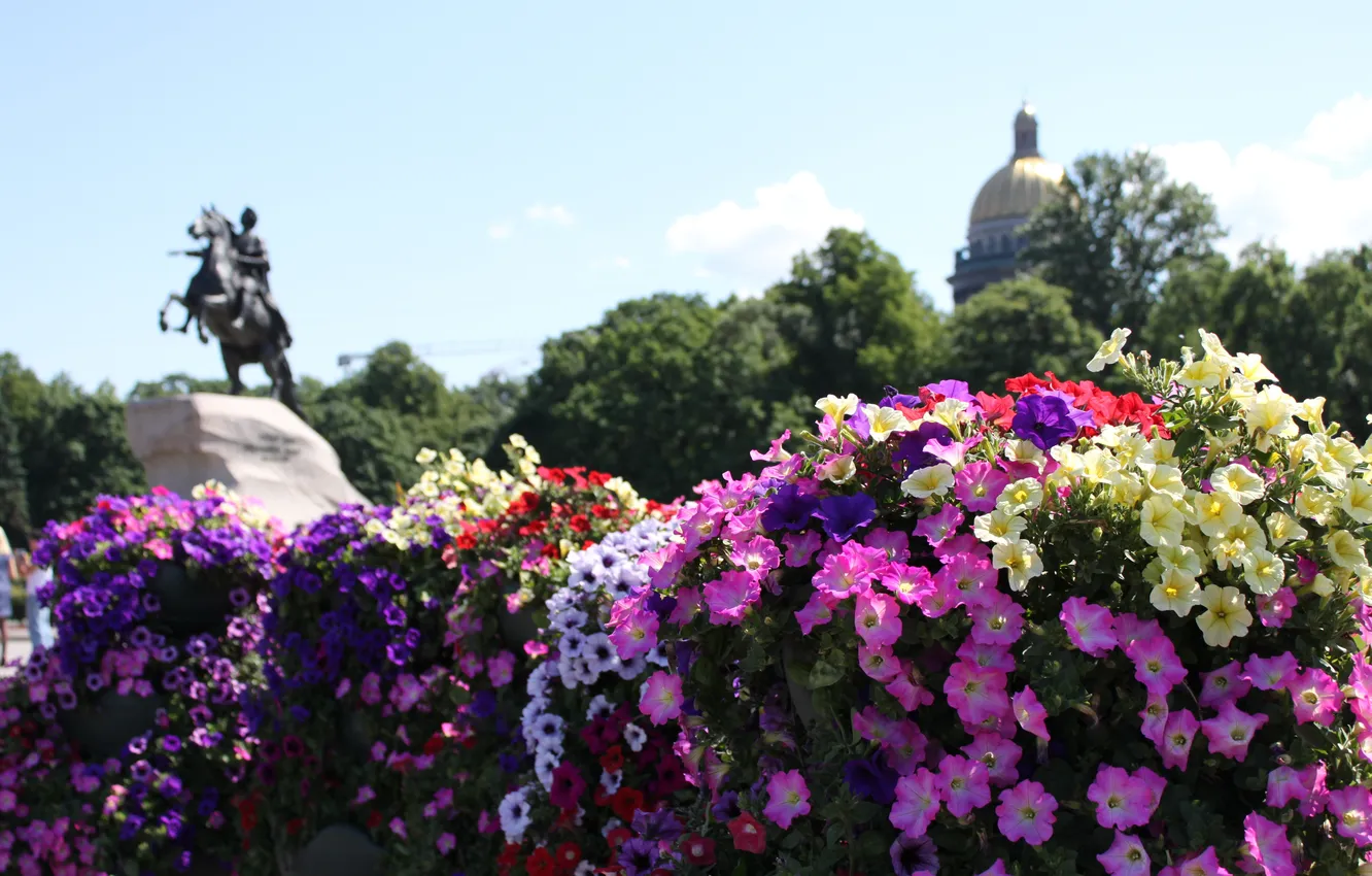 Фото обои цветы, Питер, памятник