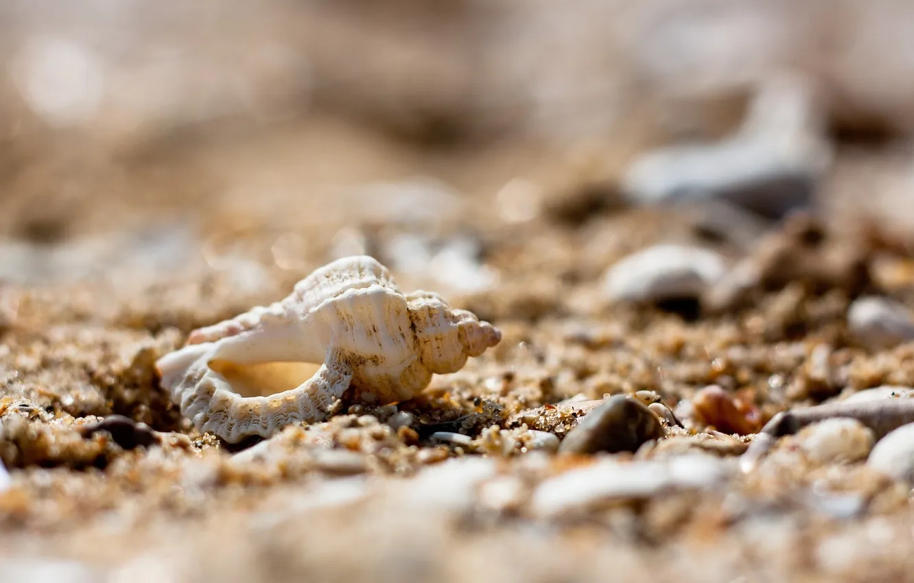 Фото обои песок, макро, камни, ракушка, камешки