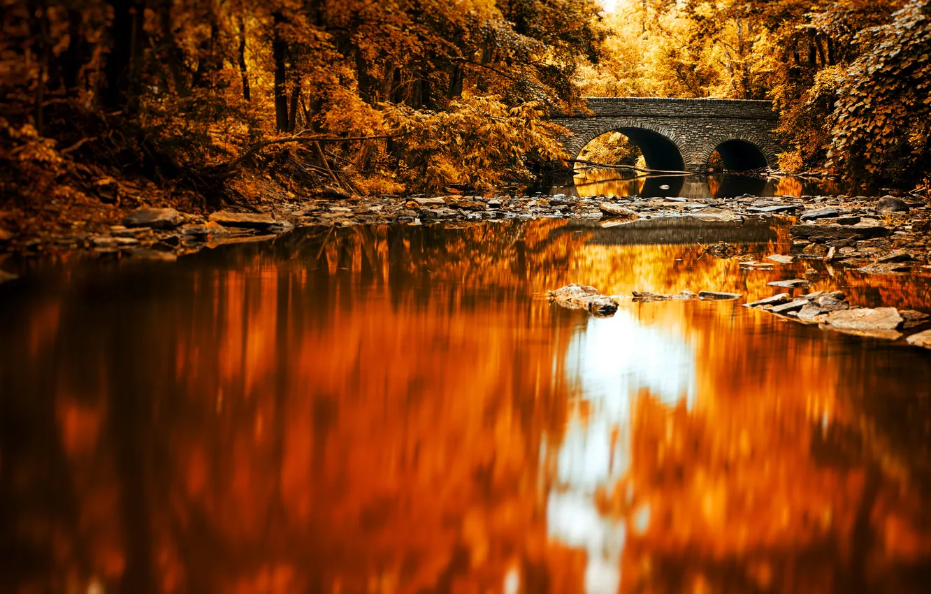 Фото обои лес, мост, отражение, река, зеркало