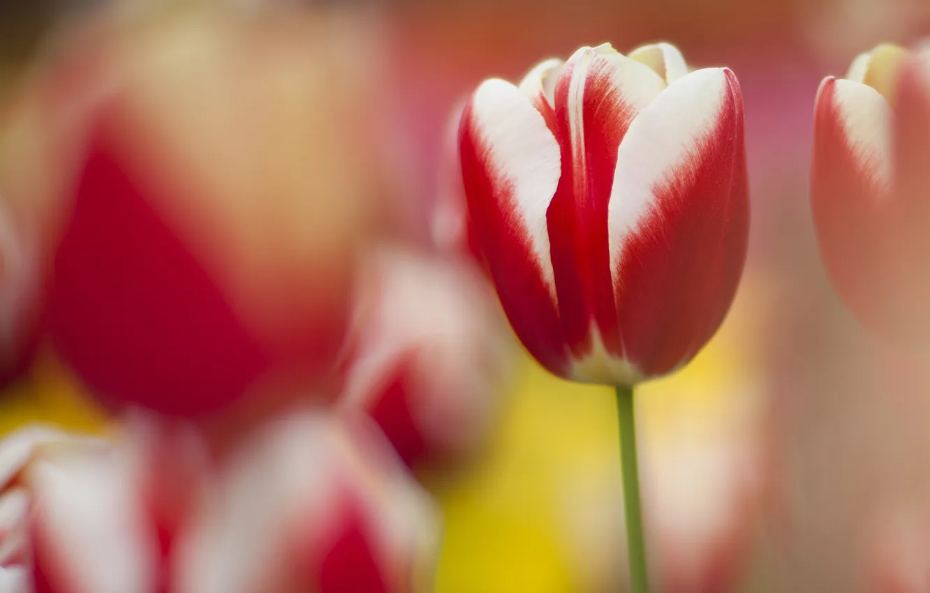 Фото обои природа, тюльпан, фокус, весна, красно-белый, разтытость