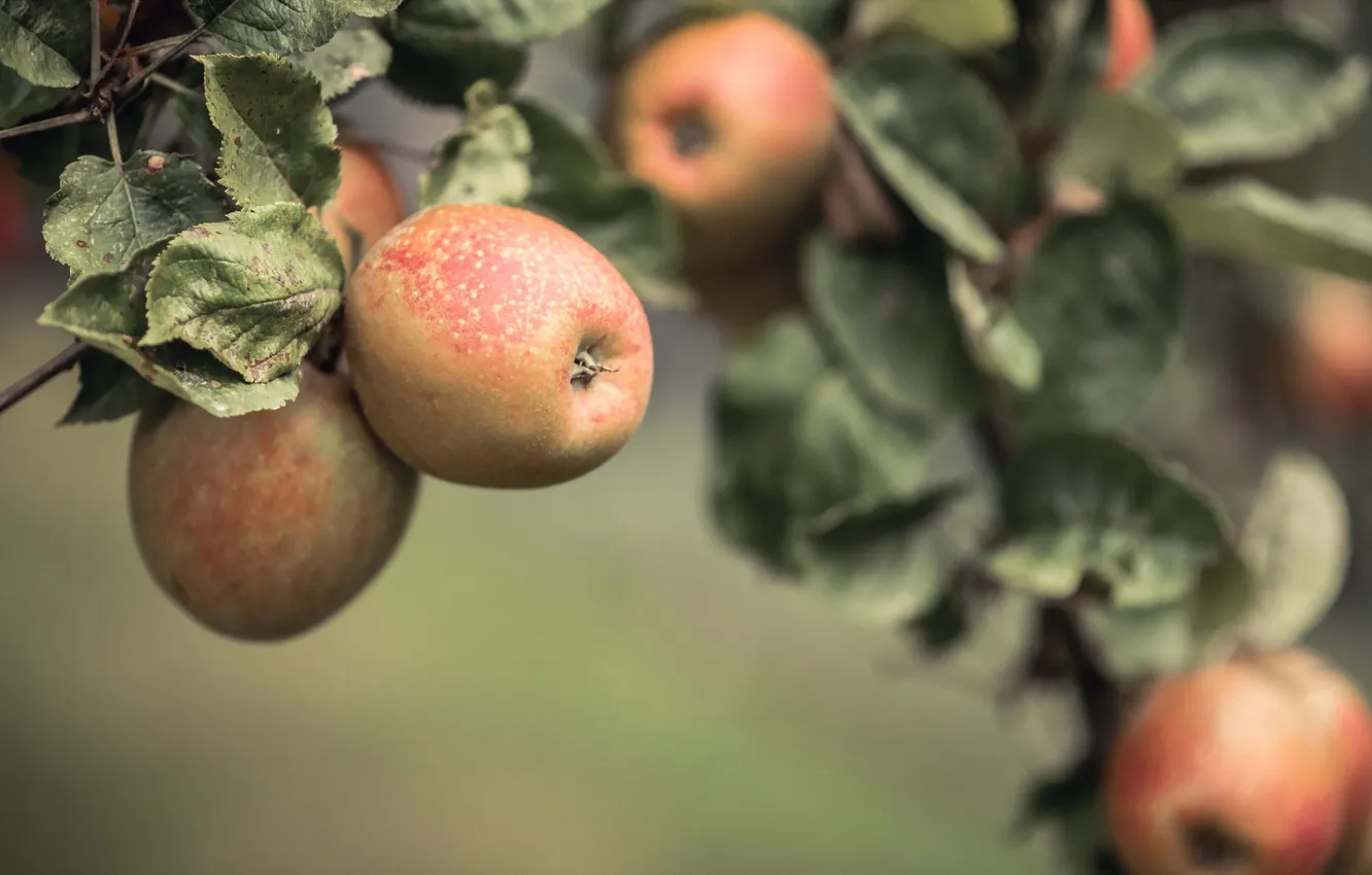 Фото обои яблоки, еда, фрукты