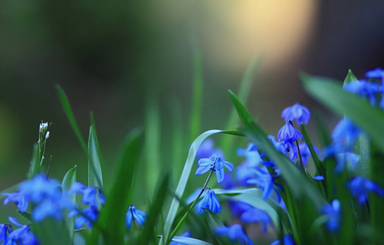 Фото обои цветы, синие, розмытость