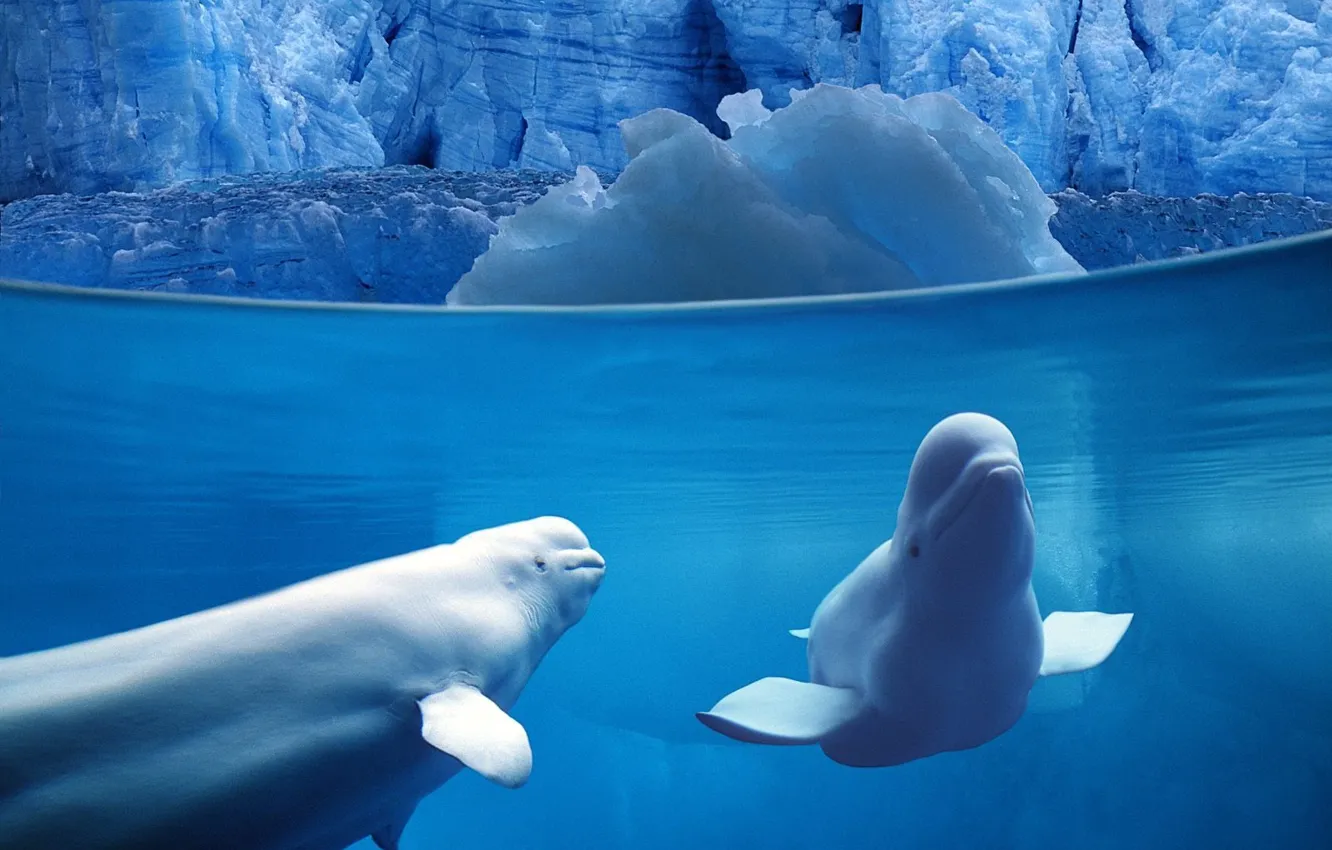 Фото обои лед, дельфин, Белуха