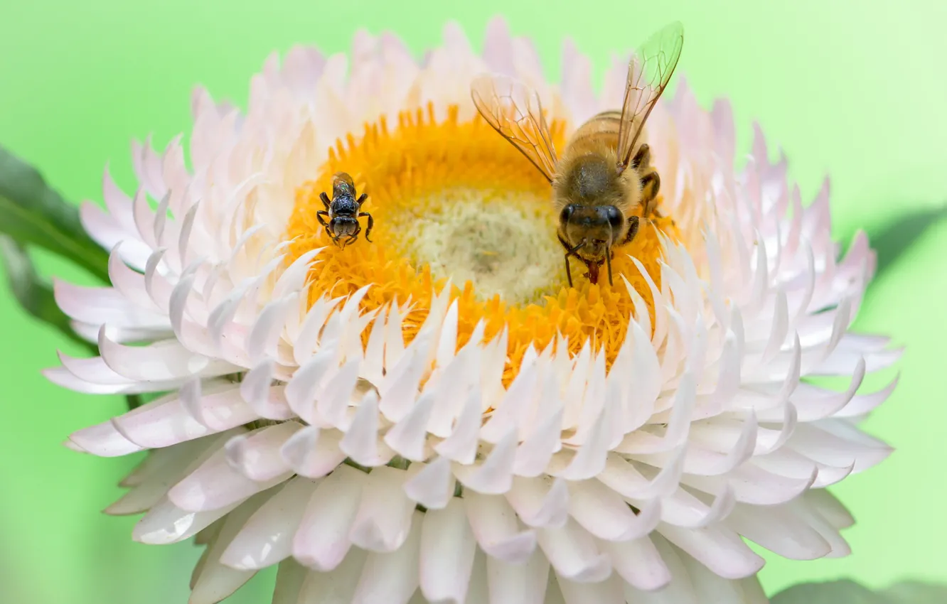 Фото обои цветок, насекомые, пчёлы, Fleur Walton