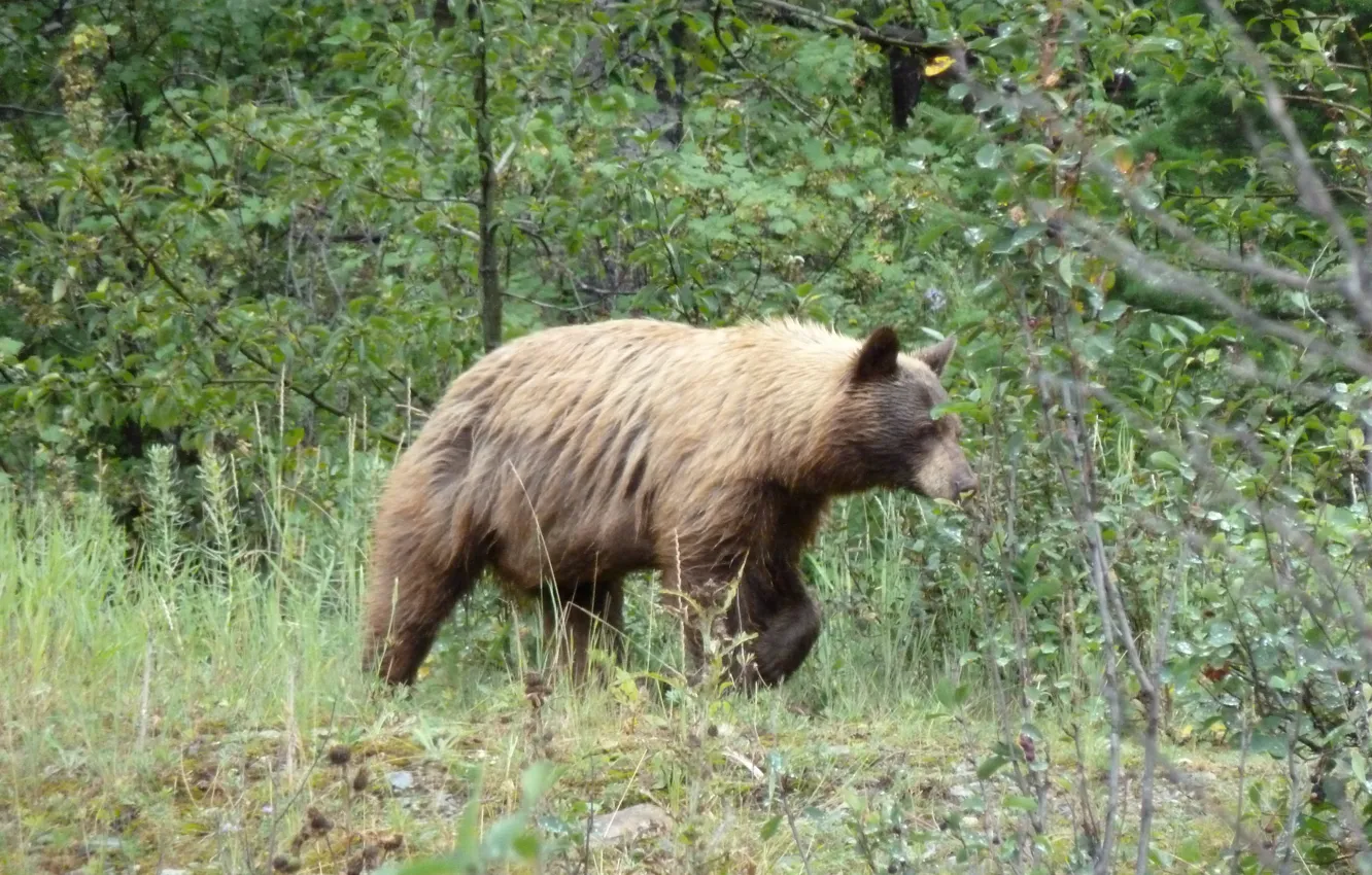 Фото обои Alberta, Canada, Grizzly Bear, Waterton, Waterton National Park, Bear.