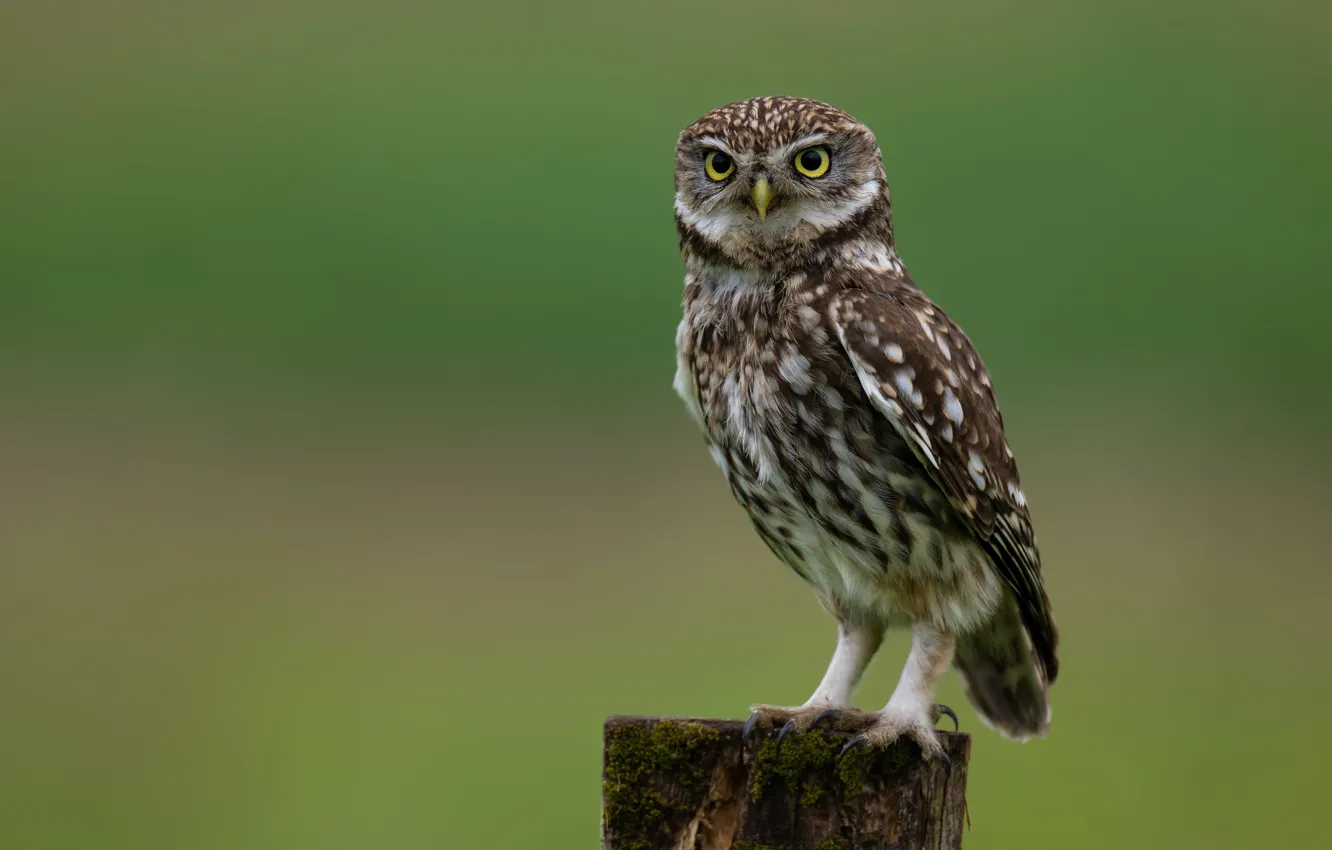 Фото обои closeup, Owls, little_owl
