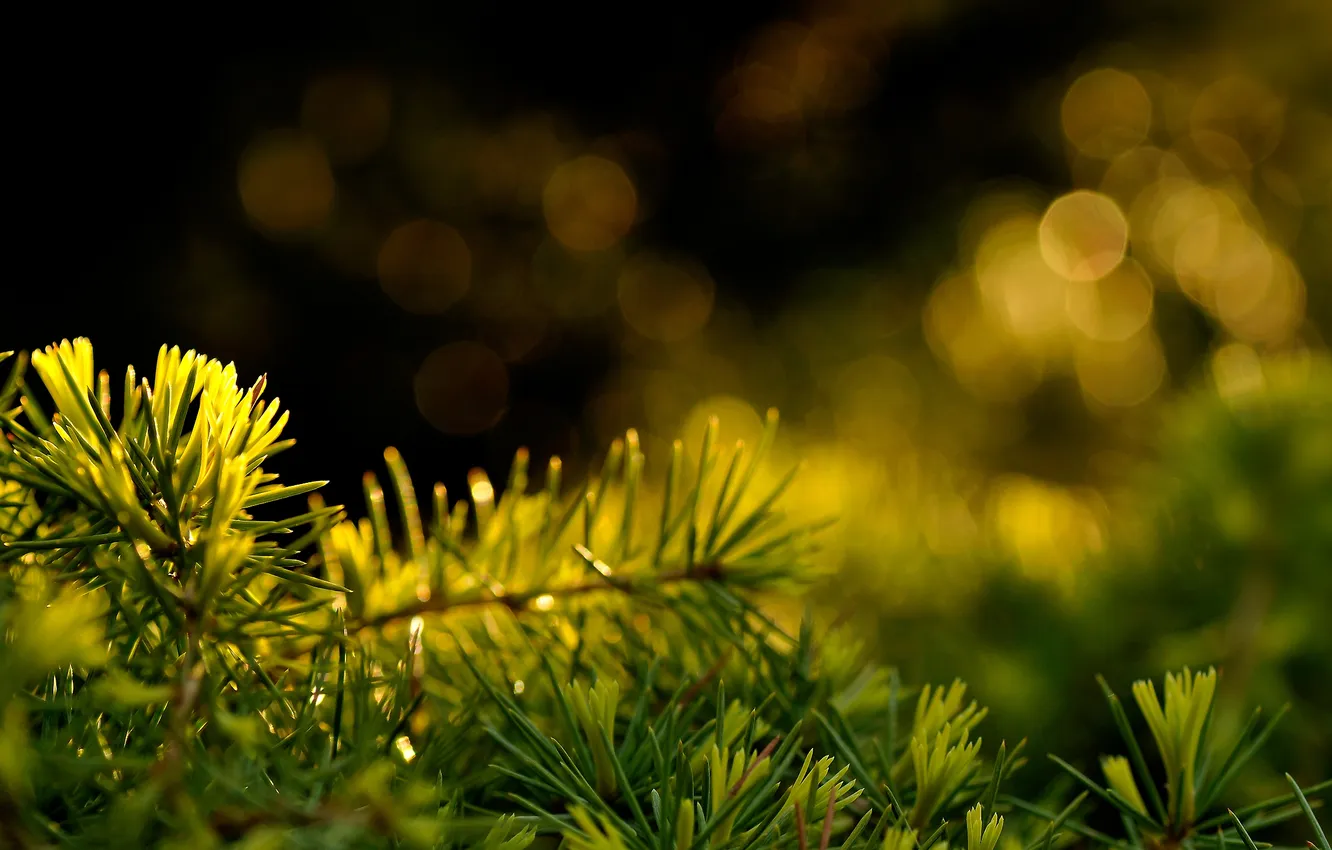 Фото обои настроение, green, хвоя, bokeh, stick, pine, needles