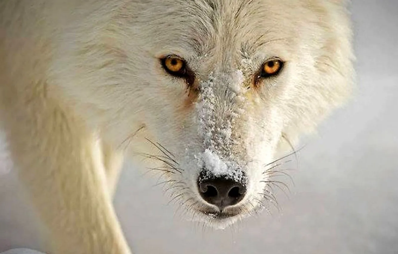 Фото обои predator, animal, wolf, wildlife, portrait, .nature, polar wolf, portrait.