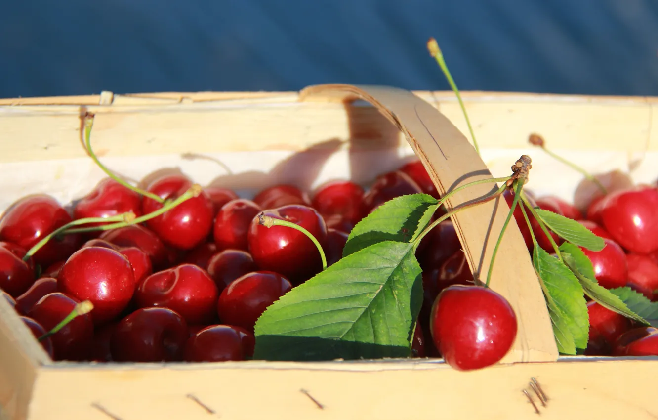 Фото обои листья, вишня, ягоды, корзинка, красная, много, черешня