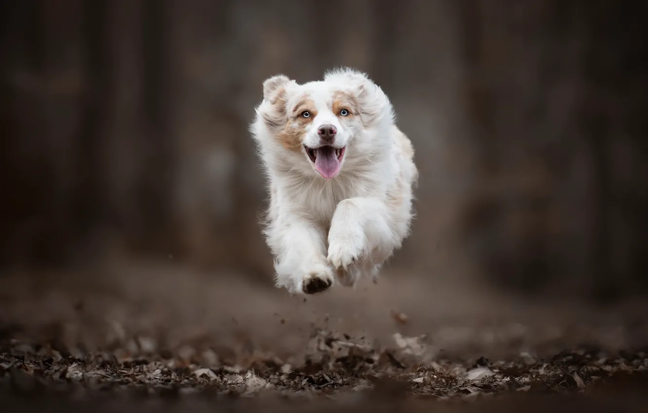 Фото обои прыжок, собака, бег, полёт, боке, Австралийская овчарка, Аусси