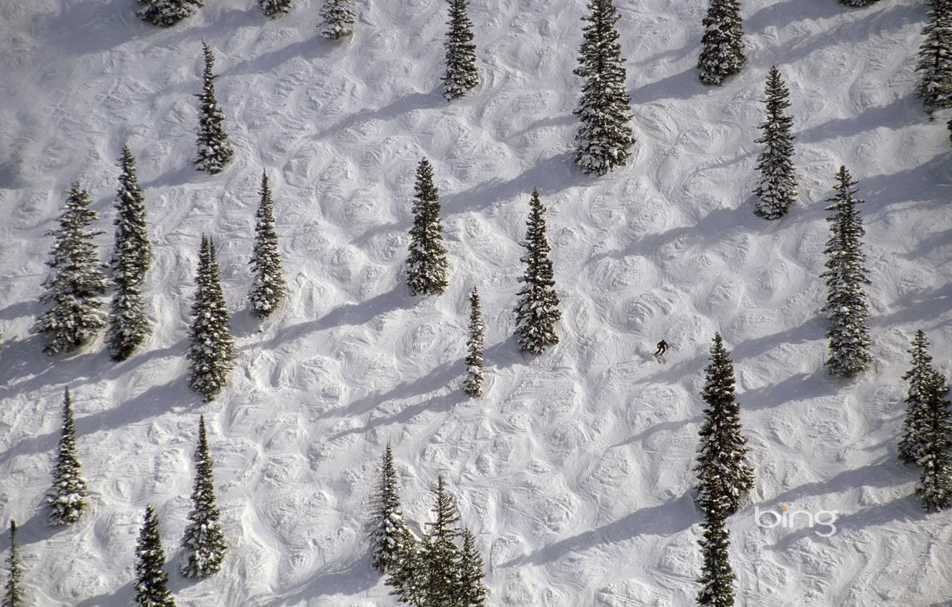 Фото обои зима, снег, деревья, ель, склон, Колорадо, США, лыжник