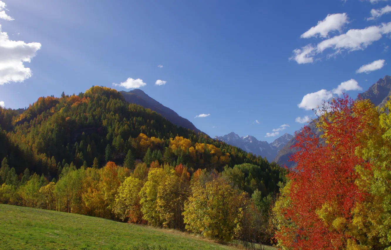 Фото обои осень, трава, деревья, горы, склон