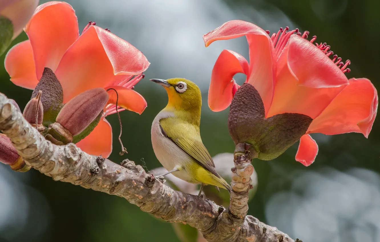 Фото обои цветы, тропики, ветка, птичка, белоглазка, Hon Cheong, былый глаз, хлопковое дерево