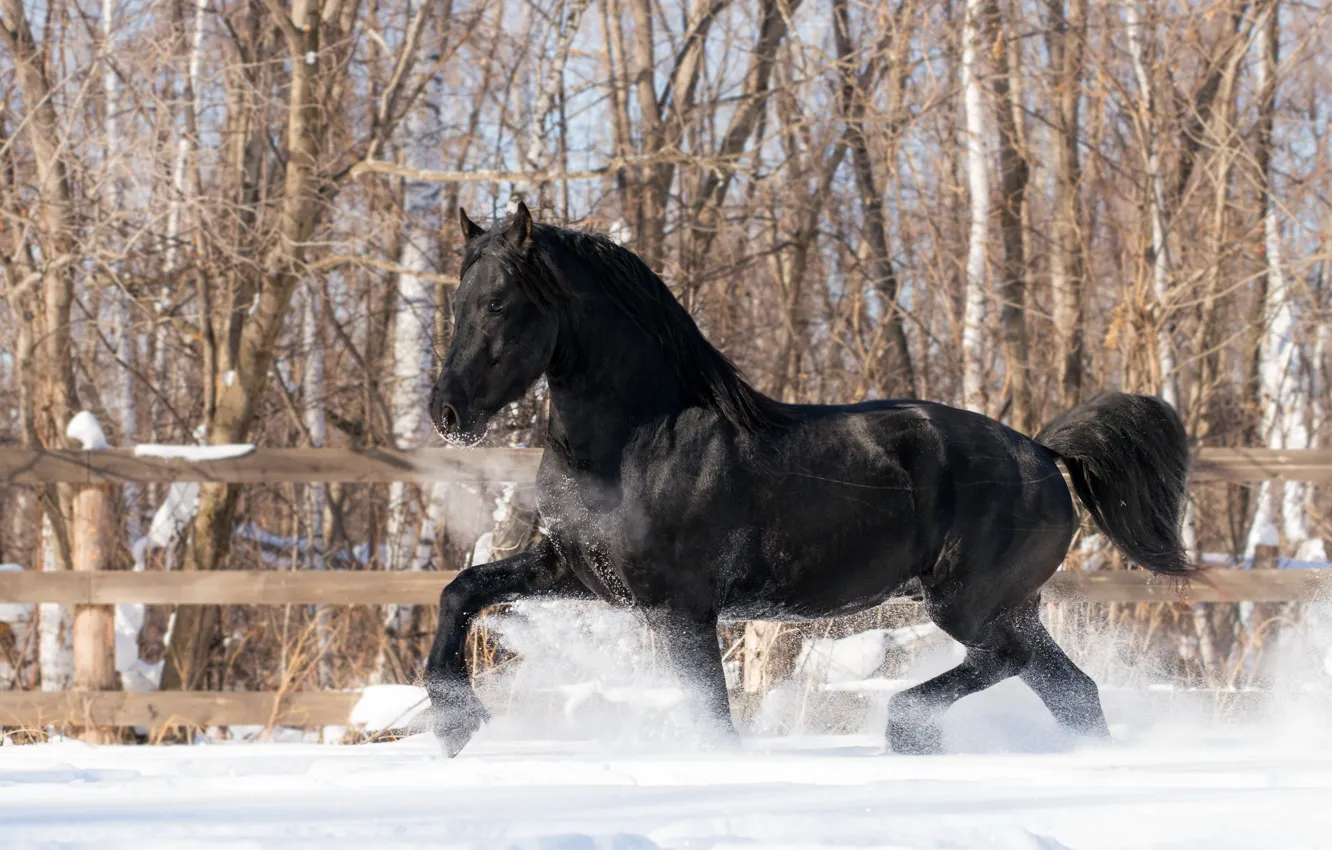 Фото обои зима, снег, конь