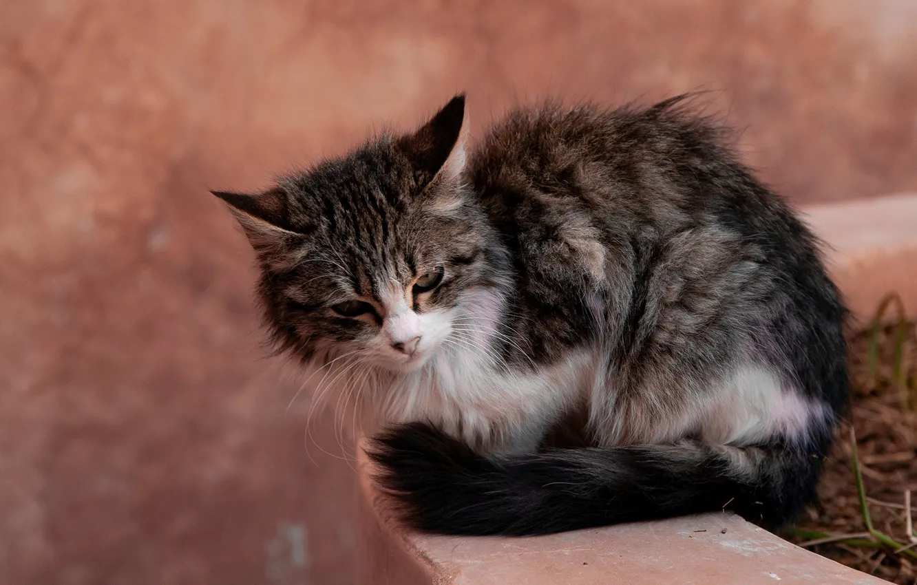 Фото обои кошка, поза, серый, фон, котёнок, недовольный, мордашка, сидит