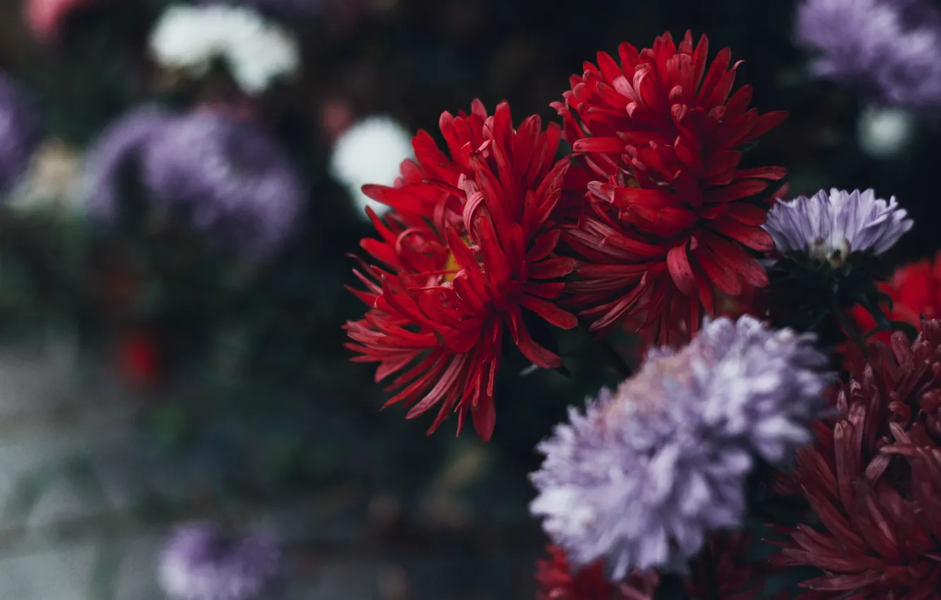 Фото обои цветы, красный, темный фон, сад, белые, клумба, сиреневые, осенние