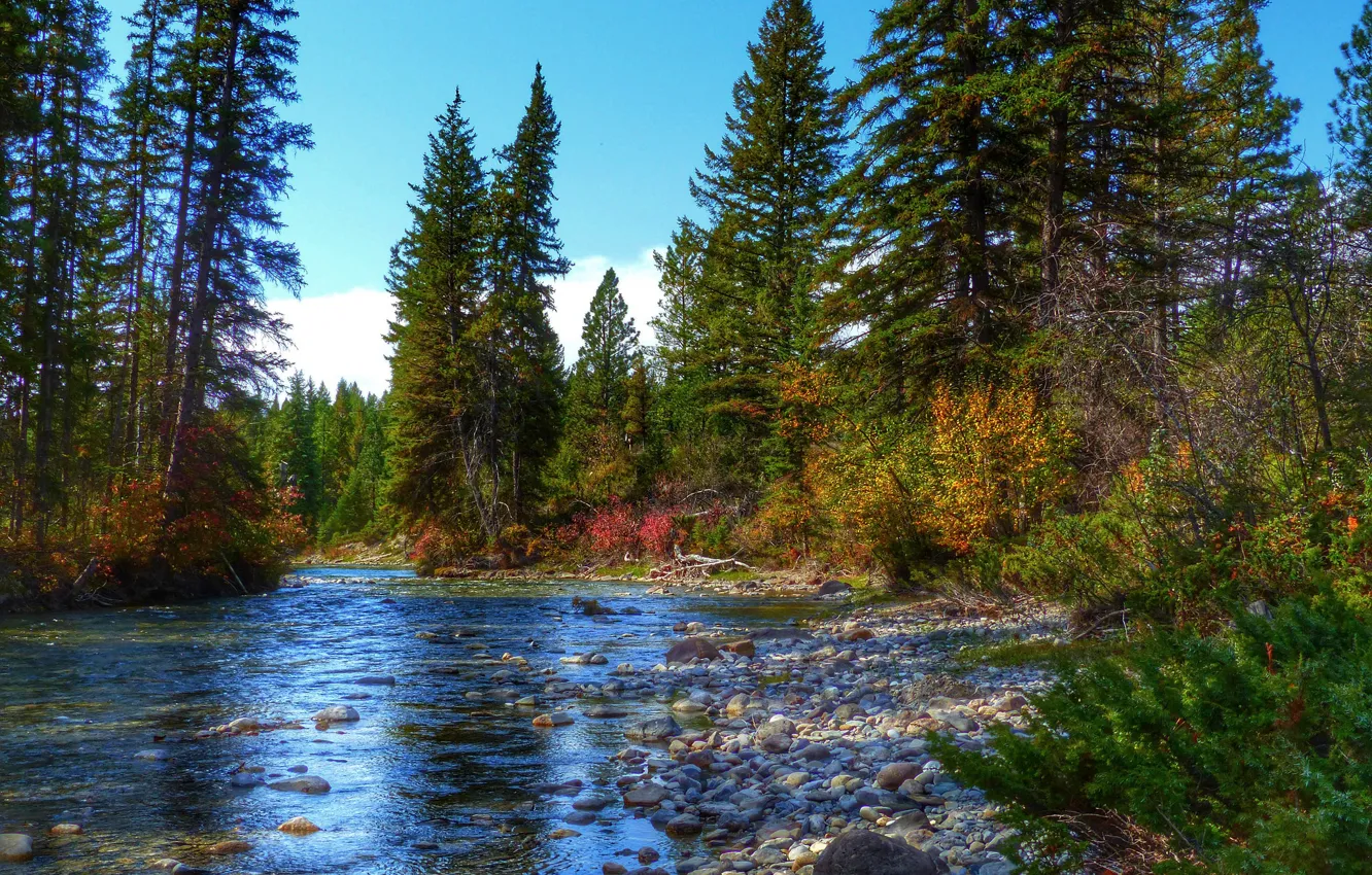 Фото обои осень, лес, небо, деревья, река, камни, ель
