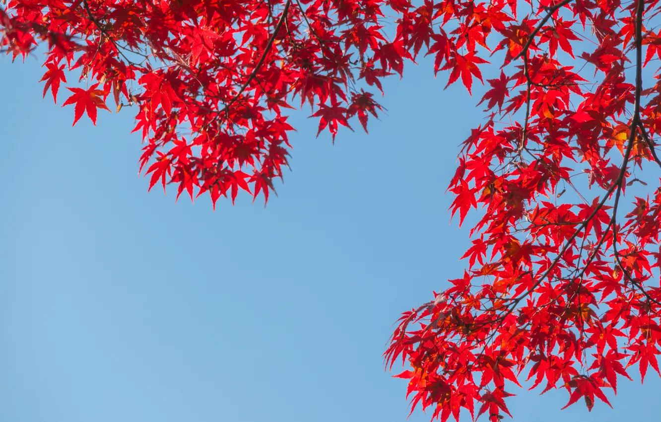 Фото обои осень, небо, листья, colorful, red, клен, autumn, leaves