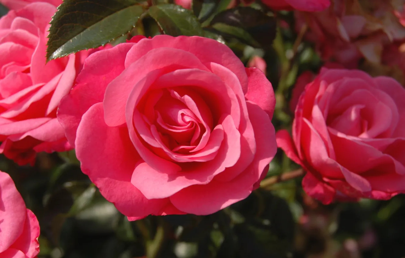 Фото обои макро, розовый, розы
