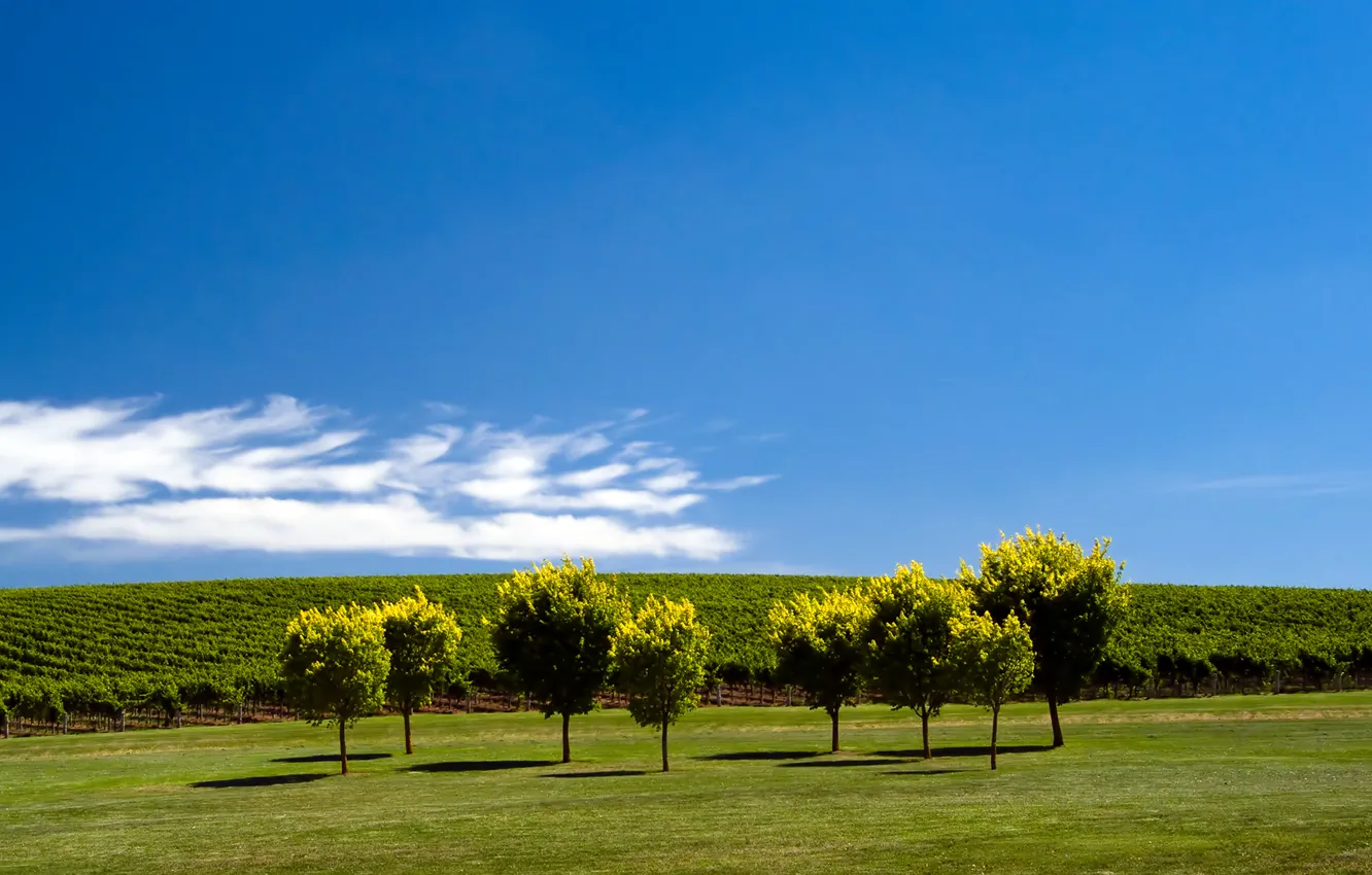 Фото обои green, sea, clouds, tree