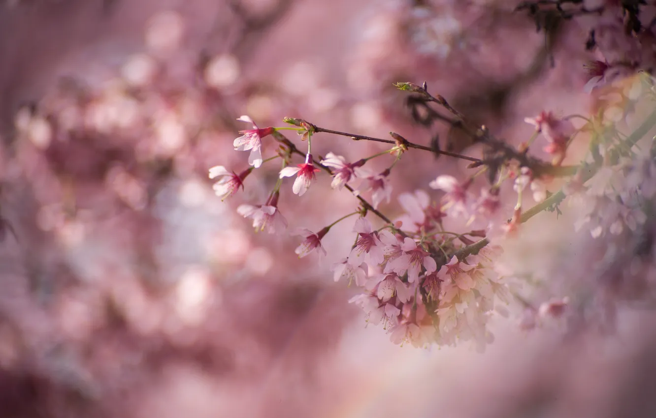 Фото обои макро, вишня, ветка, весна, цветение, цветки, боке