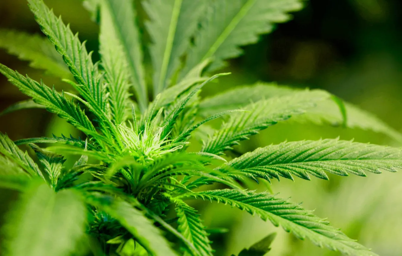 Фото обои цветок, травка, cannabis, weed, махорка