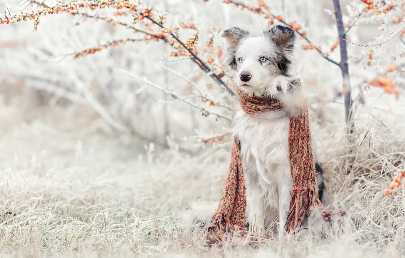 Фото обои зима, иней, трава, снег, природа, куст, собака, сад