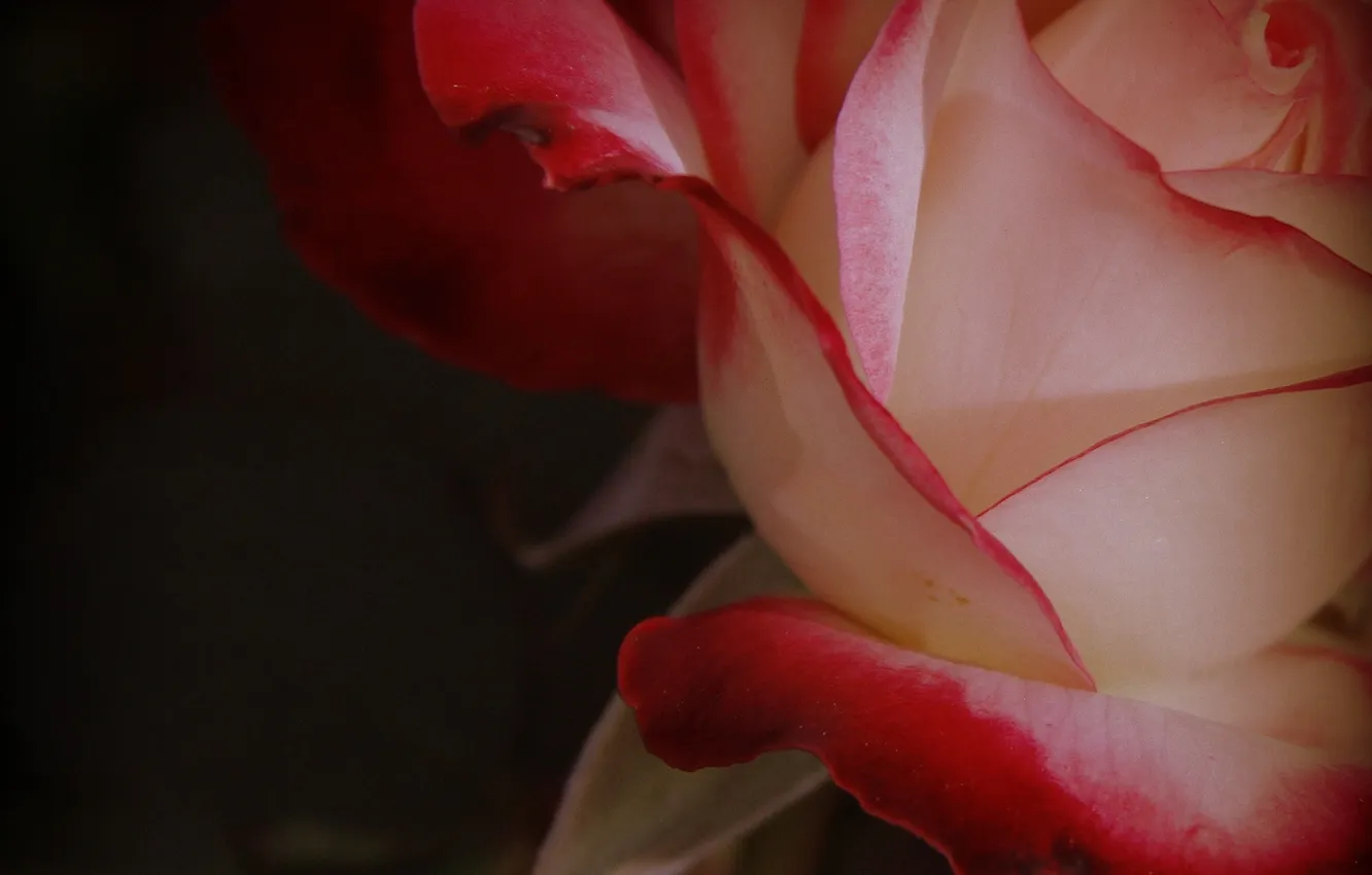 Фото обои цветок, макро, роза, лепестки, нежная, красно-белая