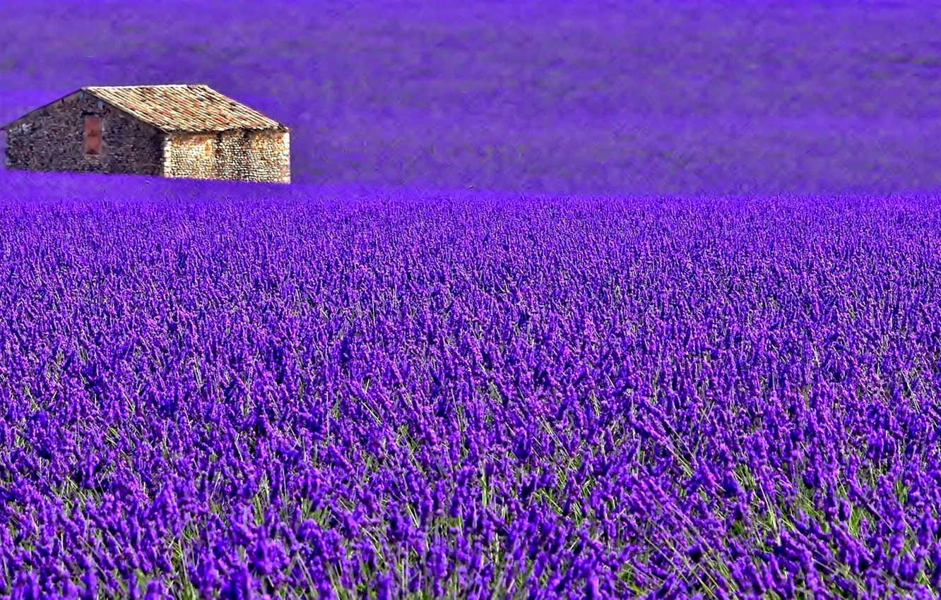 Фото обои поле, цветы, дом, Франция, луг, лаванда, плантация, Прованс