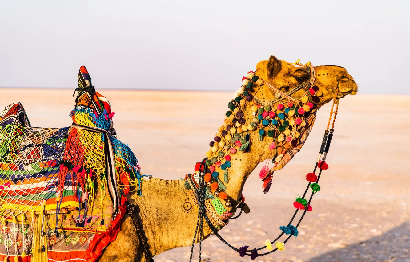 Фото обои Индия, Travel, Outdoors, Camel, India, Путешествия, Верблюд, Отдых на природе
