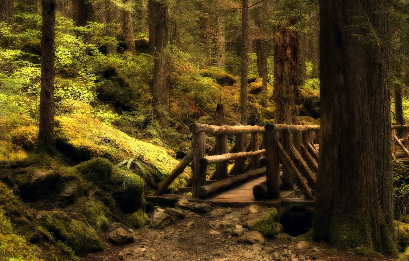 Фото обои лес, мост, тропа