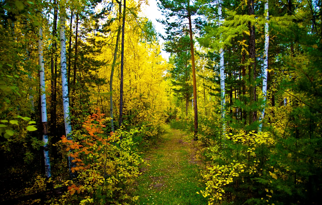 Фото обои осень, лес, природа, тропа