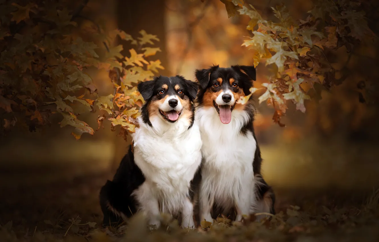Фото обои осень, собаки, друзья