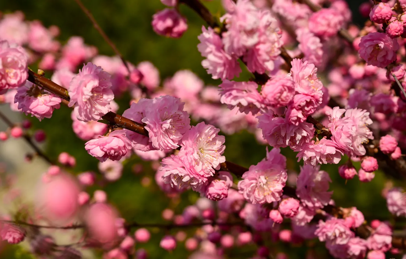 Фото обои цветы, весна, цветение, миндаль