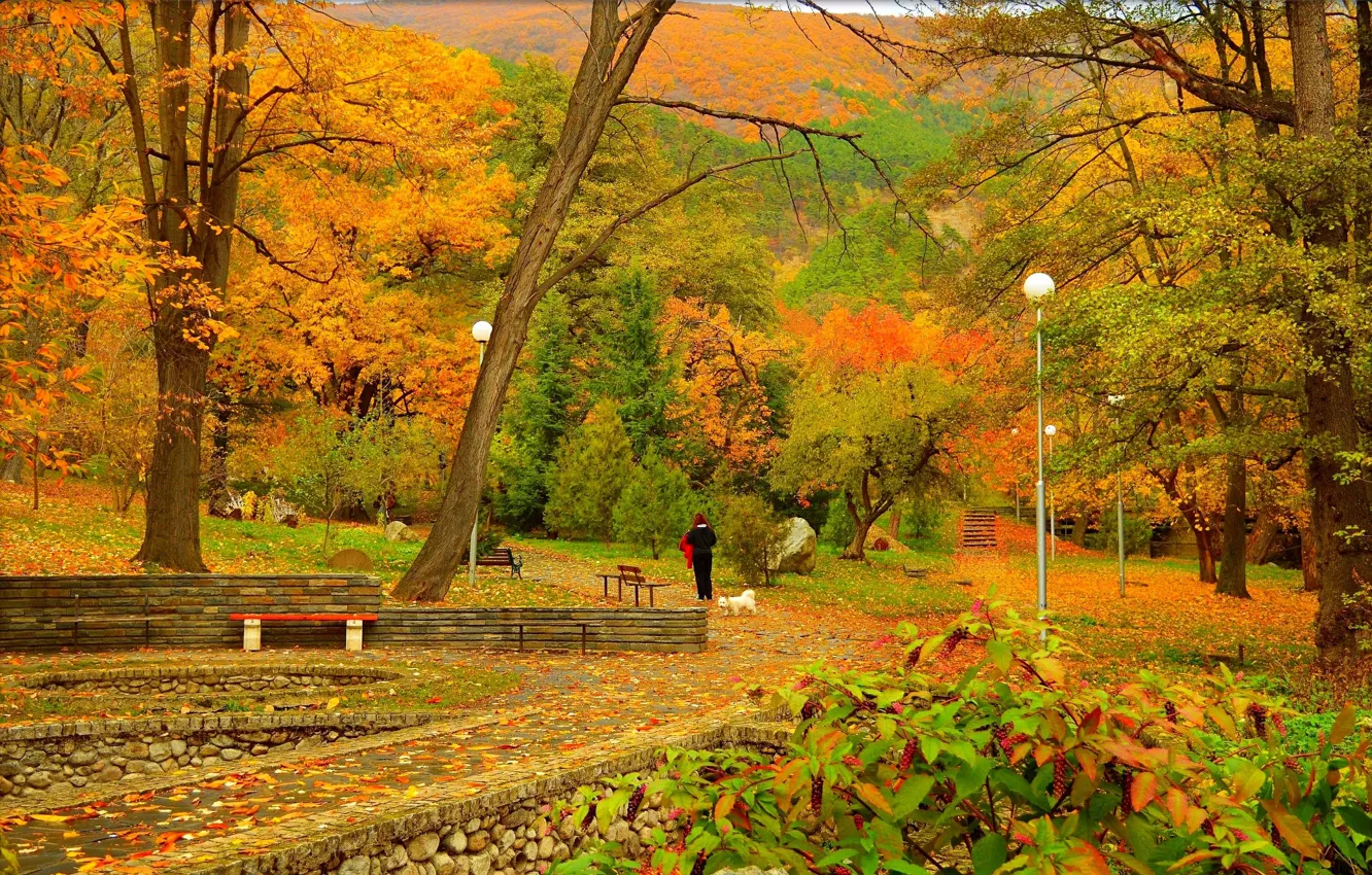 Фото обои Осень, Парк, Fall, Листва, Park, Autumn, Colors, Trees