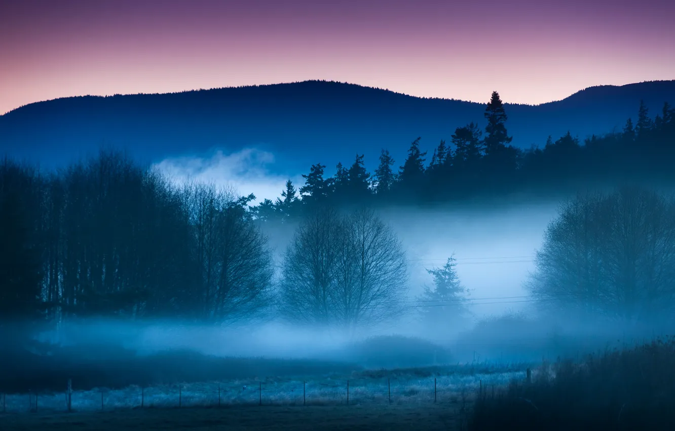 Фото обои небо, деревья, пейзаж, туман