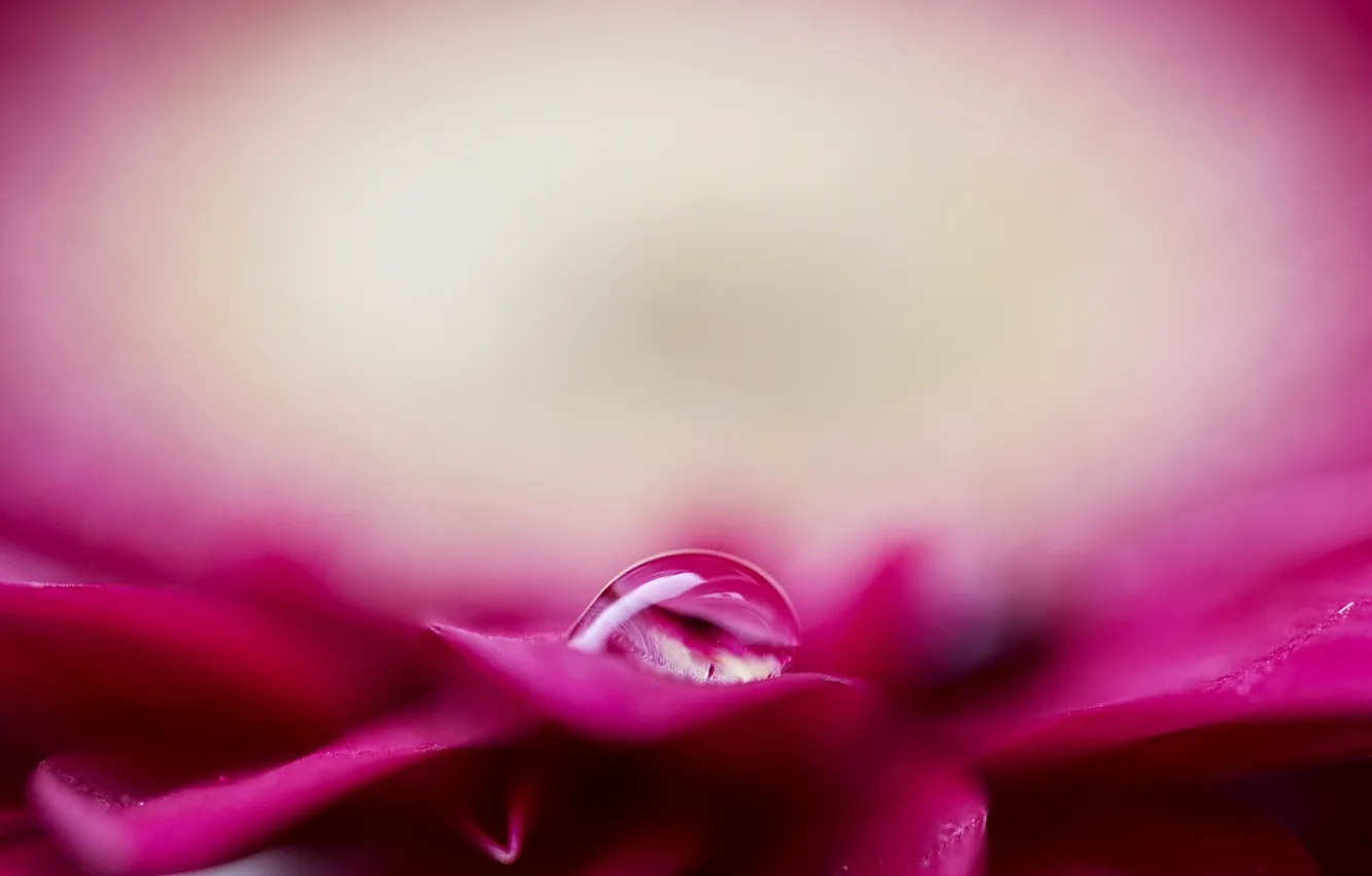 Фото обои цветок, вода, роса, розовый, капля, лепестки, размытость
