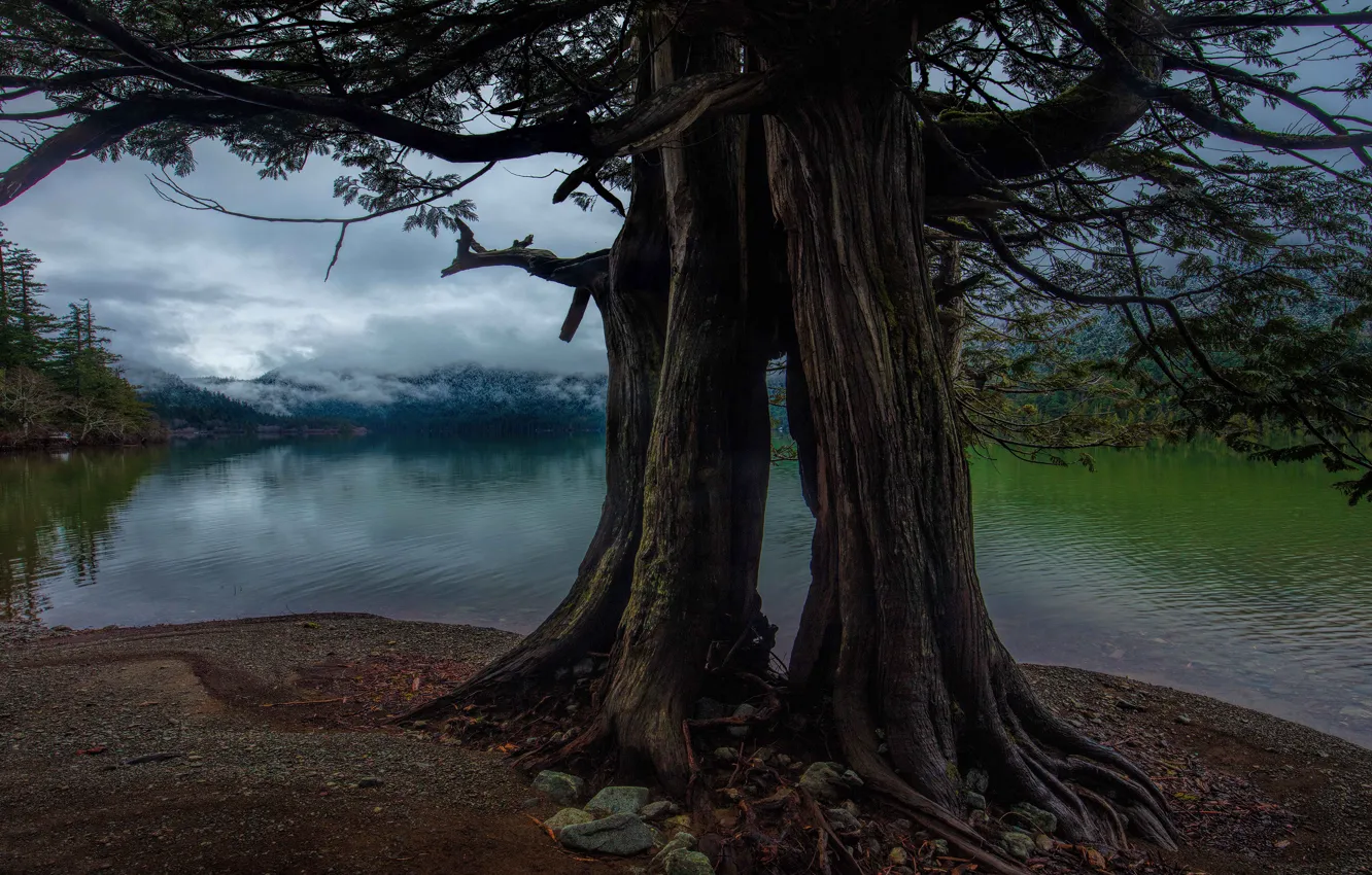 Фото обои деревья, горы, ветки, корни, туман, камни, стволы, берег