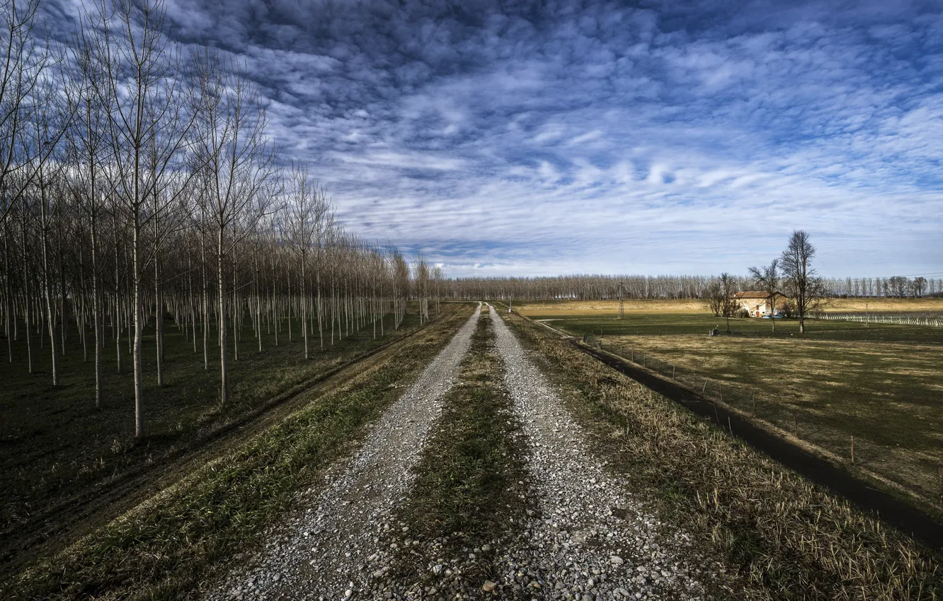 Фото обои дорога, поле, небо, деревья
