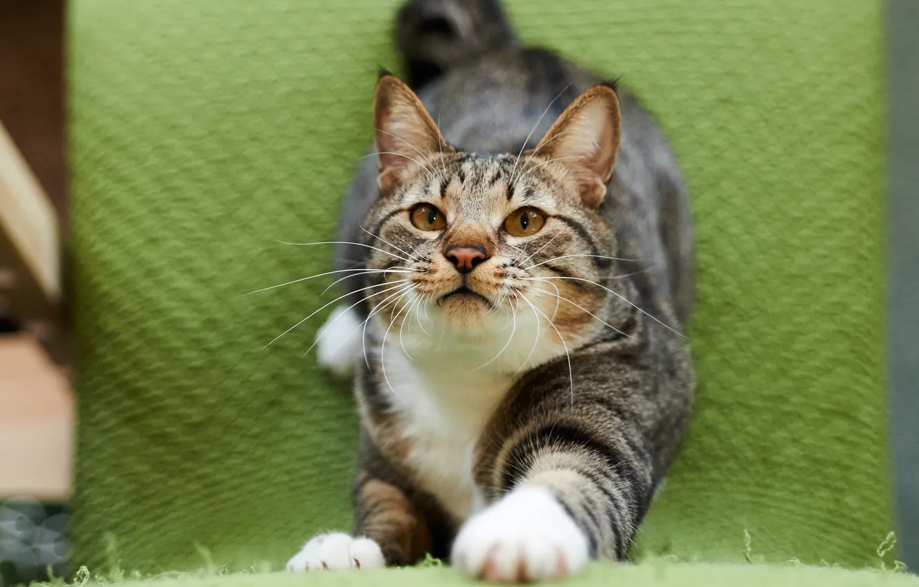 Фото обои кошка, кот, морда, зеленый, серый, фон, ткань, полосатый