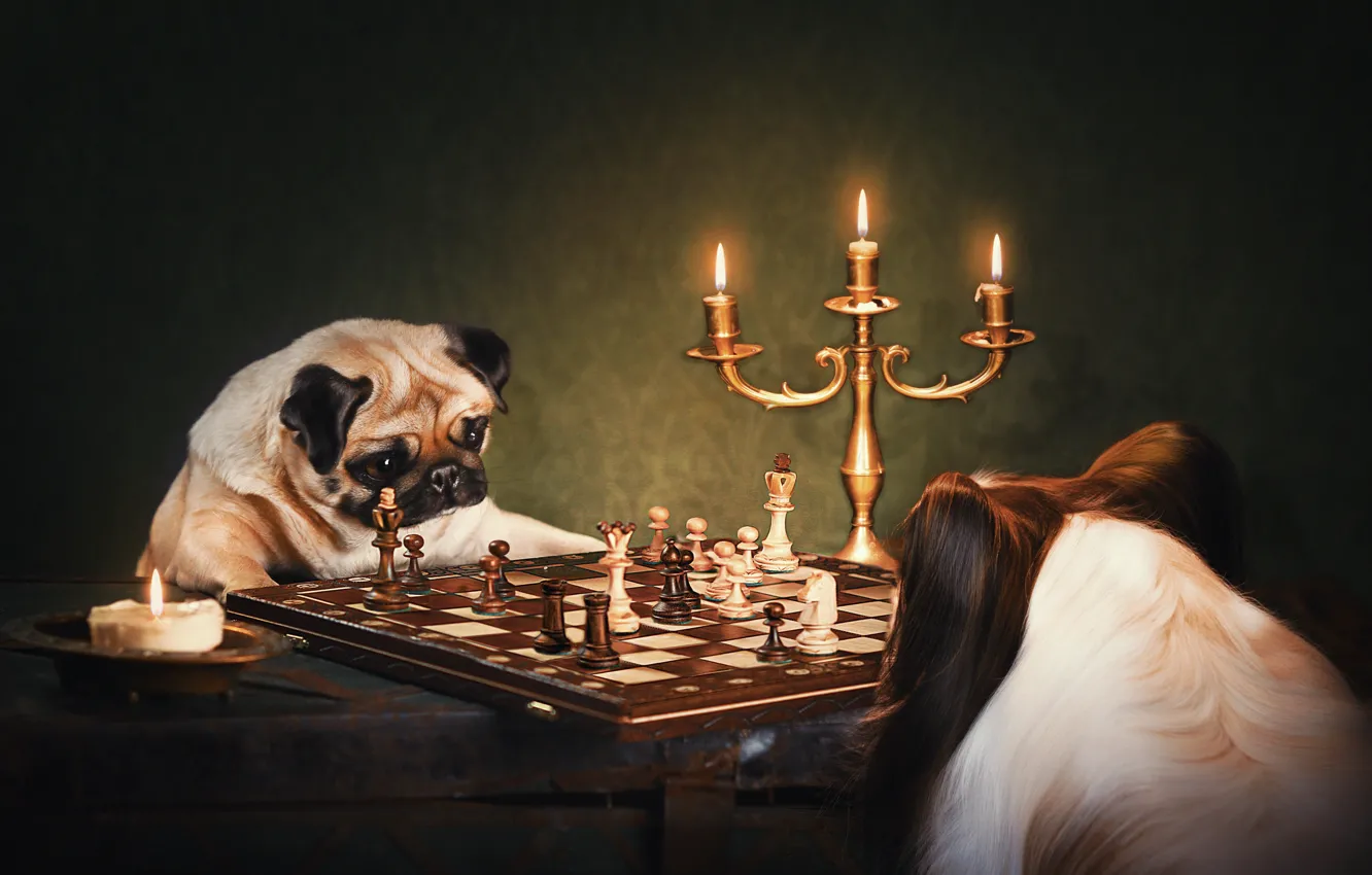 Фото обои собаки, шахматы, подсвечник, Мопс, Папийон, Наталия Поникарова, английский клуб