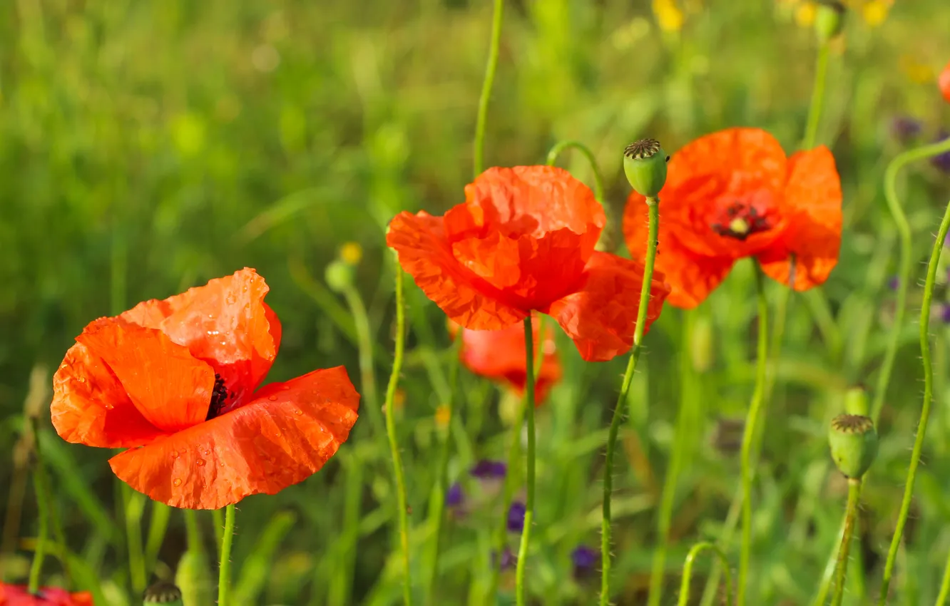 Фото обои red, flower, poppy