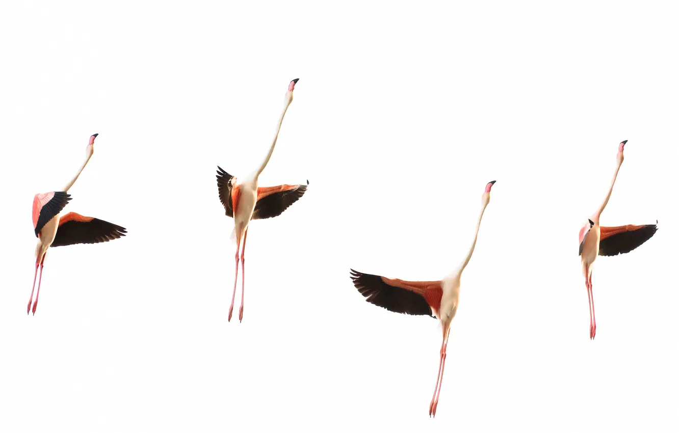Фото обои птицы, крылья, стая, фламинго, шея