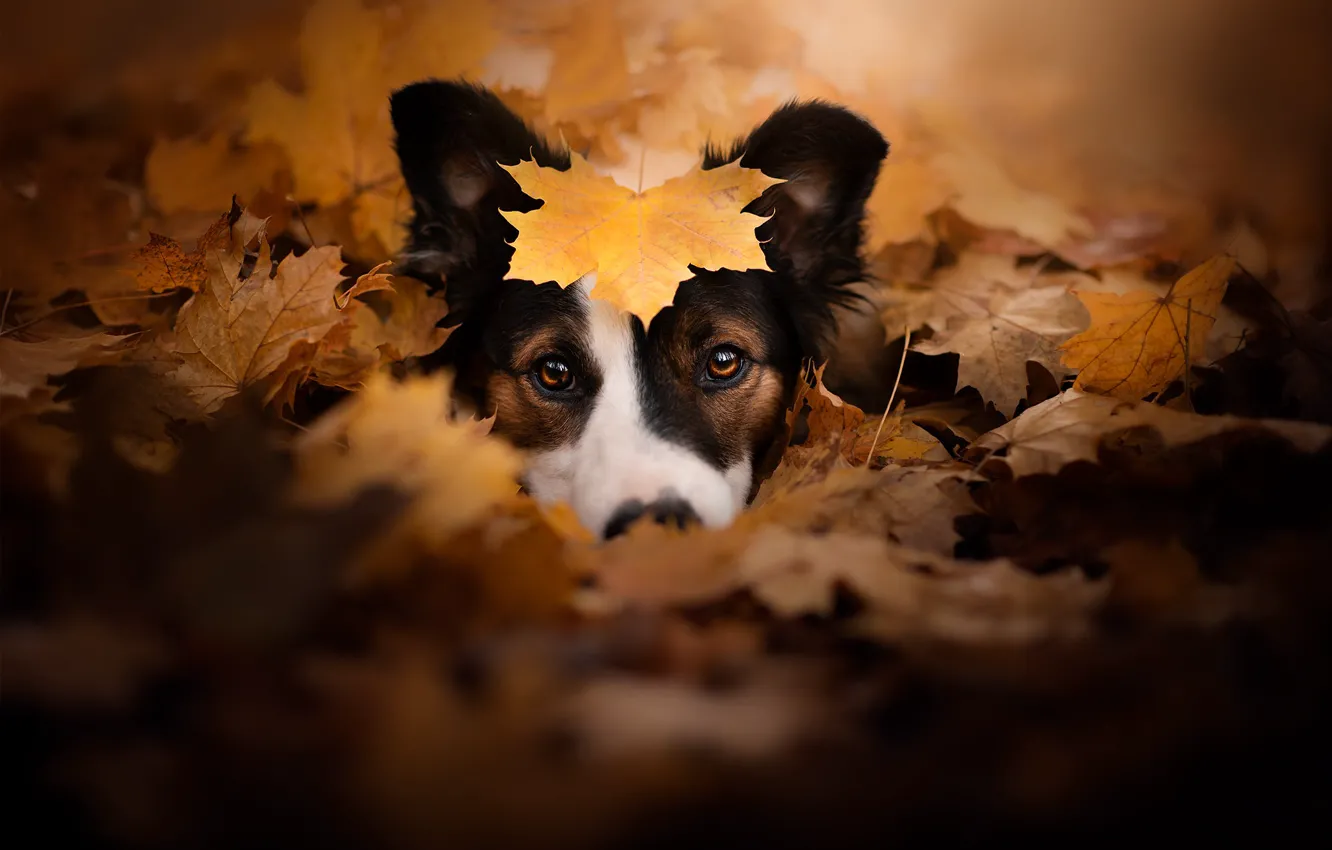 Фото обои осень, взгляд, морда, собака, листик, опавшие листья