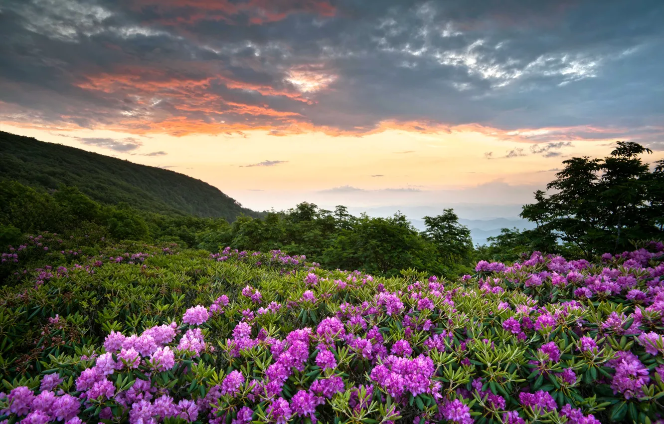 Фото обои зелень, облака, цветы, горы, США, Virginia, рододендрон, Shenandoah National Park