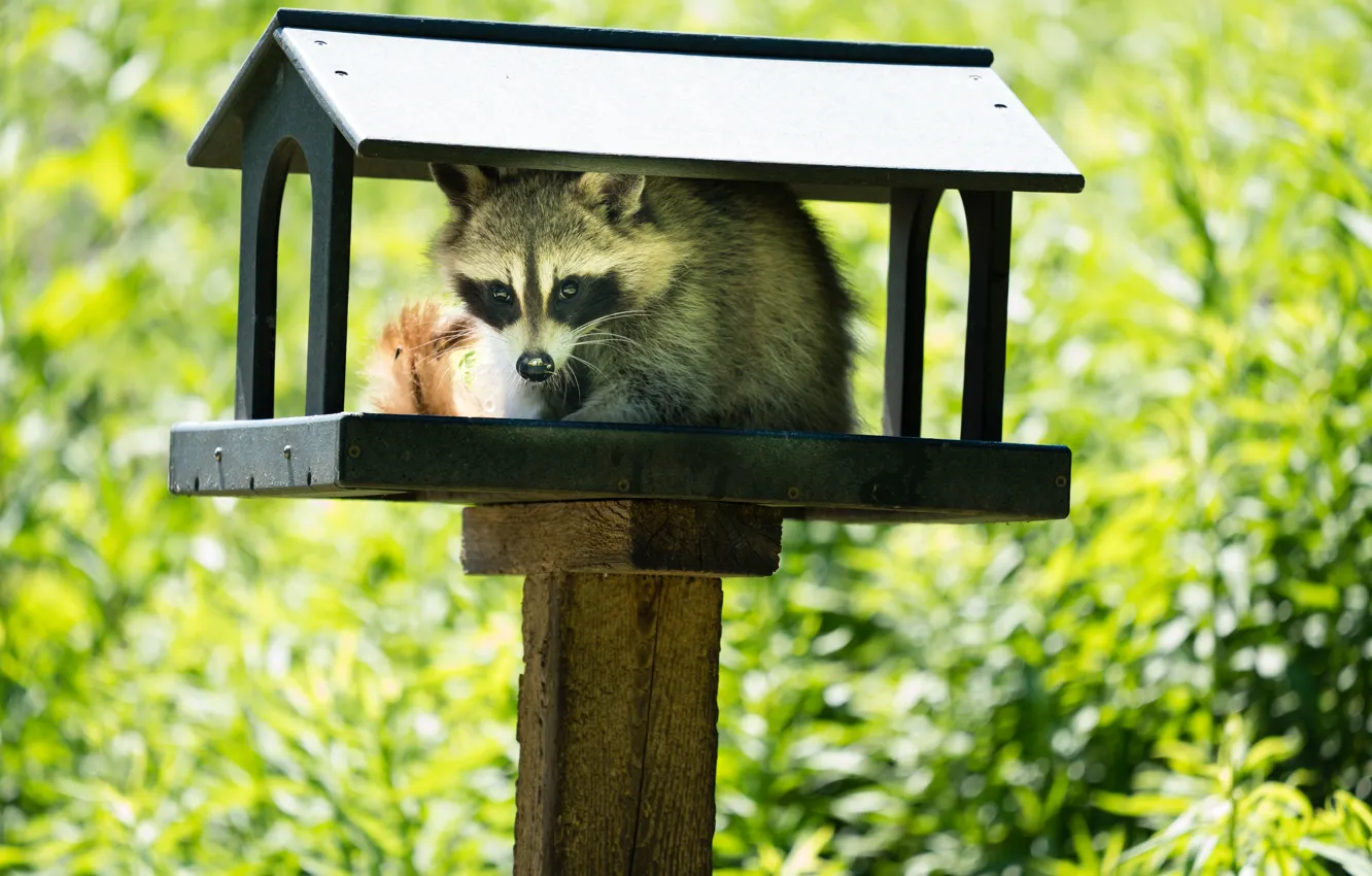 Фото обои енот, дикие животные, Young raccoon, Кормушка для птиц, Bird feeder, Wild animals, Молодой енот
