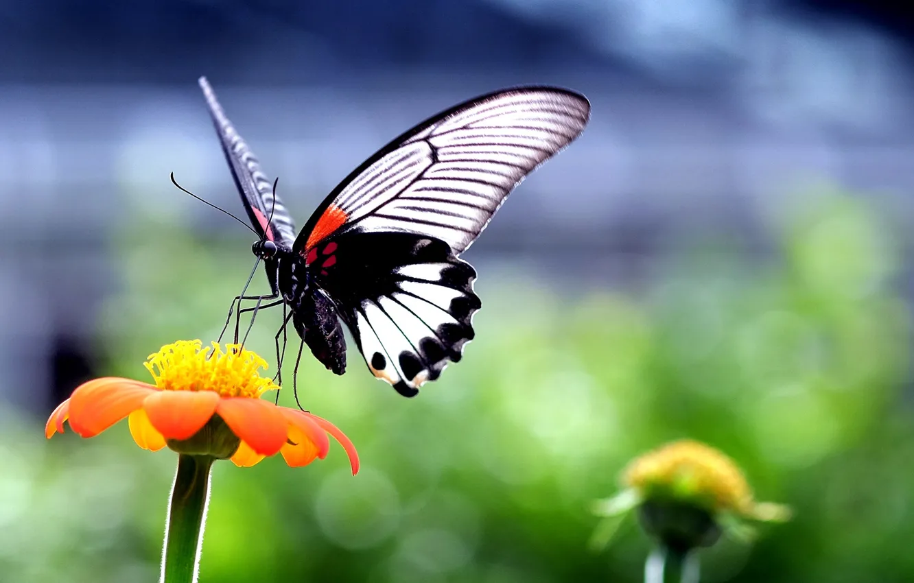 Фото обои цветок, природа, бабочка, растение, крылья, насекомое, мотылек