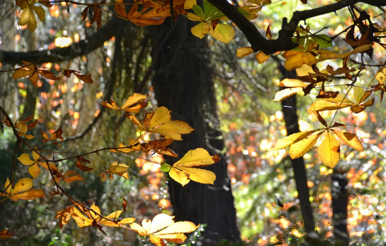 Фото обои осень, лес, листья, деревья, каштан