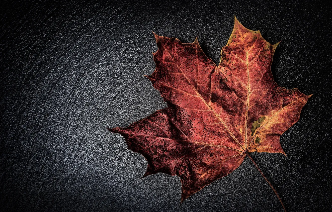 Фото обои осень, макро, красный, лист, цвет
